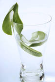 gel a boire aloe vera lr