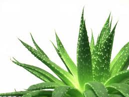 aloe vera barbadensis miller